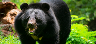 Thiruvananthapuram Zoological Park