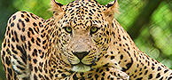 Thiruvananthapuram Zoological Park