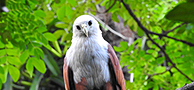 Thiruvananthapuram Zoological Park