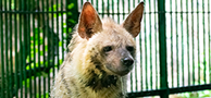 Thiruvananthapuram Zoological Park