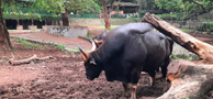 Thiruvananthapuram Zoological Park