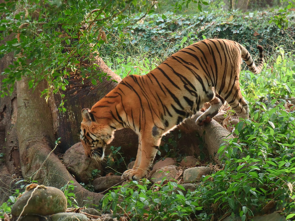 thiruvananthapuram zoo