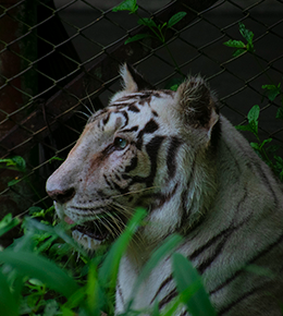 Thiruvananthapuram Zoological Park
