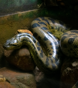 Thiruvananthapuram Zoological Park