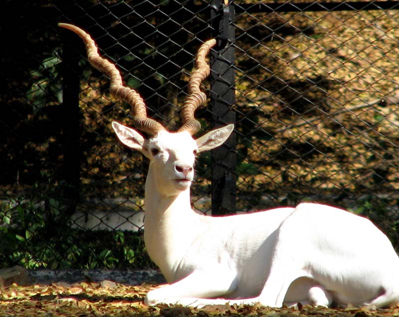 Blackbuck (leucistic/white)
