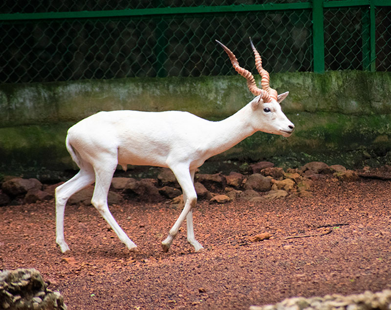 Blackbuck (leucistic/white)