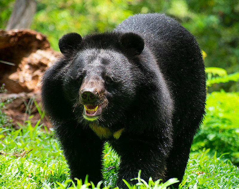 Sloth Bear