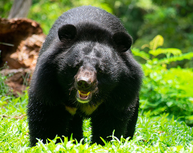 Sloth Bear