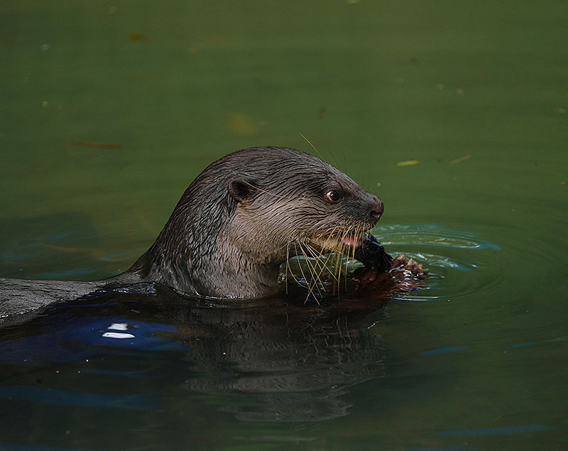Smooth Indaian Otter