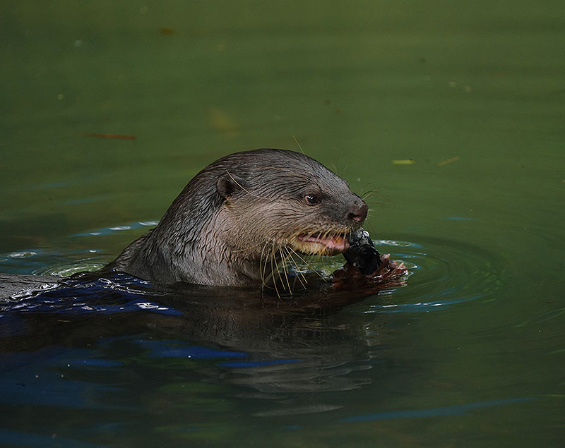 Smooth Indaian Otter