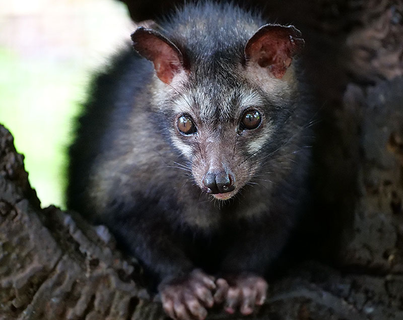 Asian Palm Civet