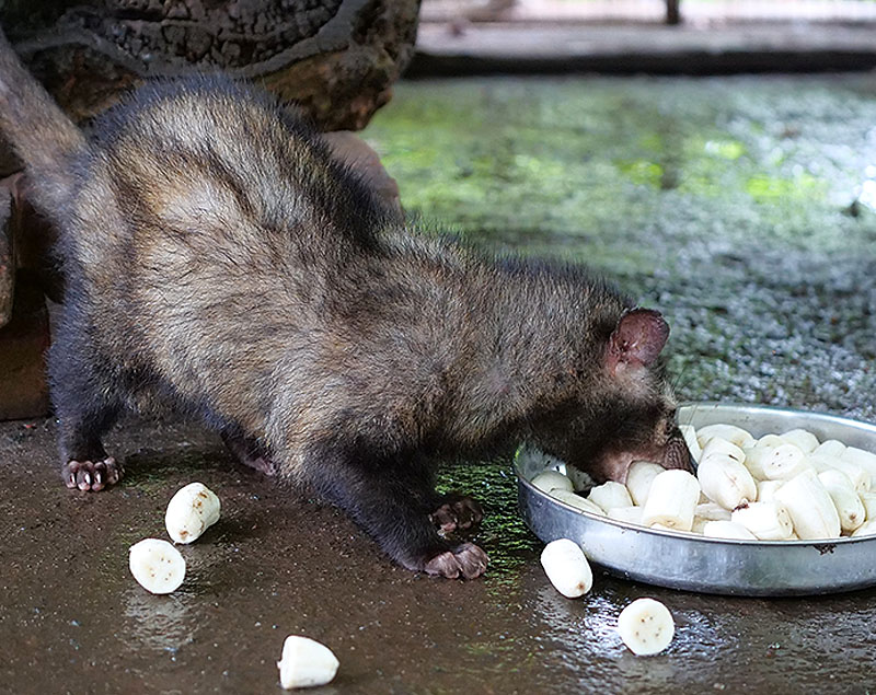 Asian Palm Civet