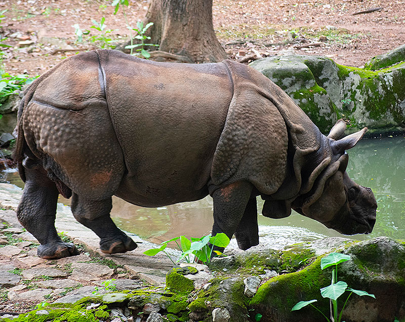 Indian Rhinoceros