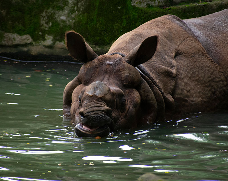 Indian Rhinoceros