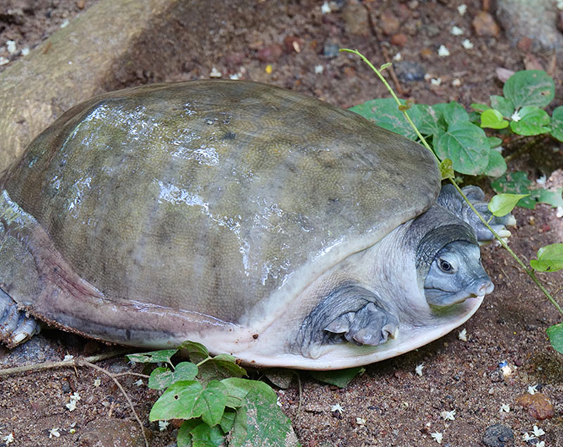 Indian Softshell Turtle