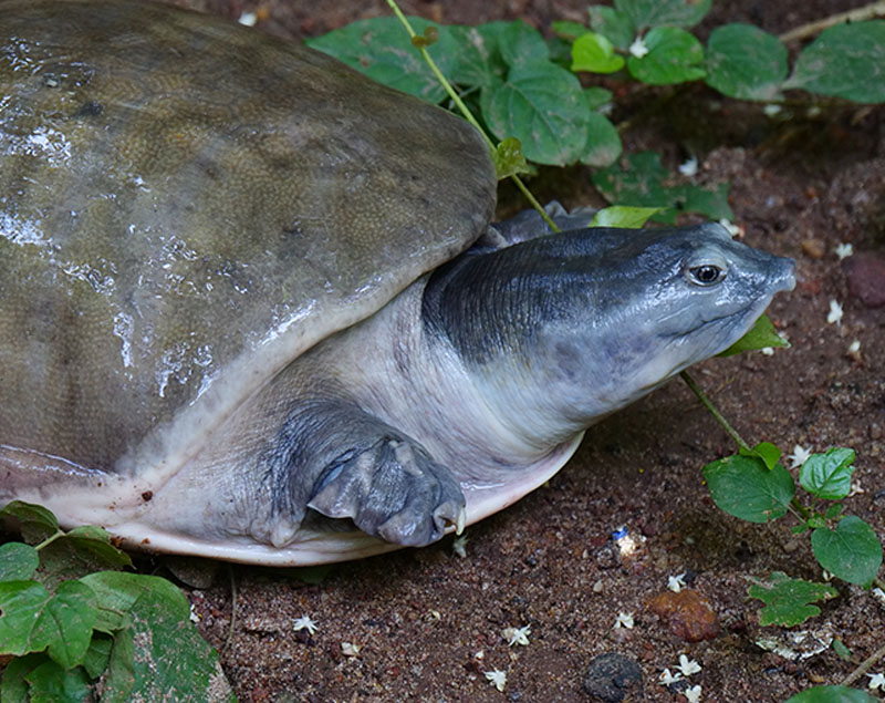 Indian Softshell Turtle