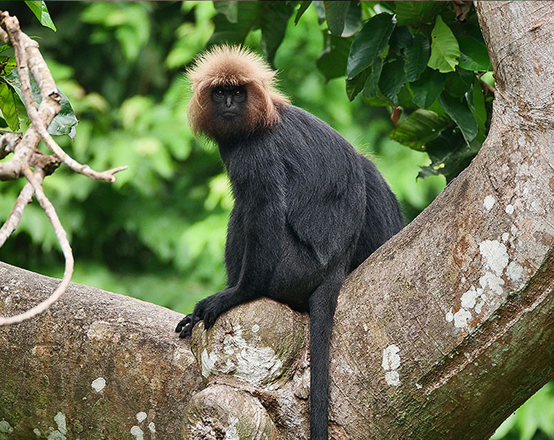 Nilgiri Langur