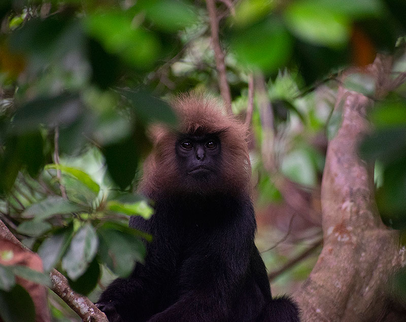Nilgiri Langur