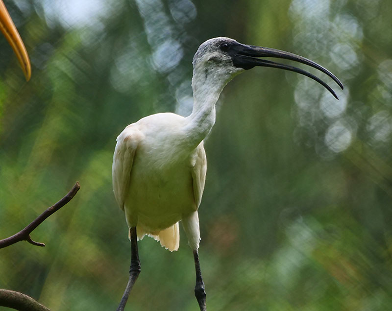 Black-headed Ibis