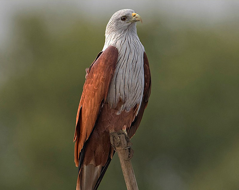 Brahminy Kite