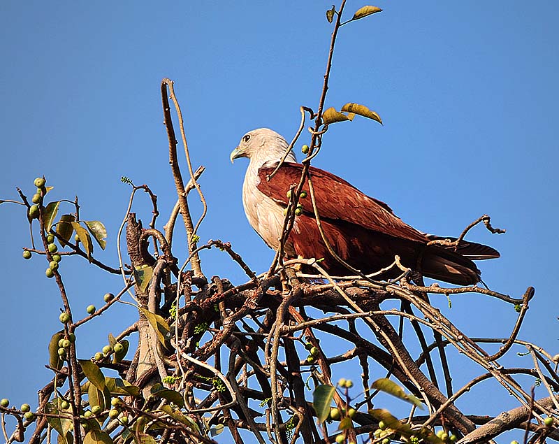 Brahminy Kite