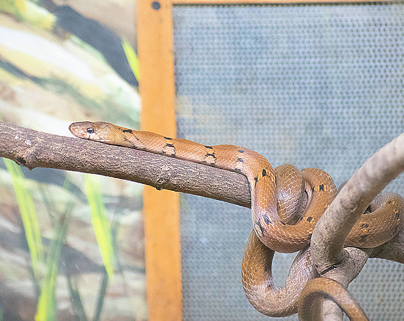 Common Trinket Snake