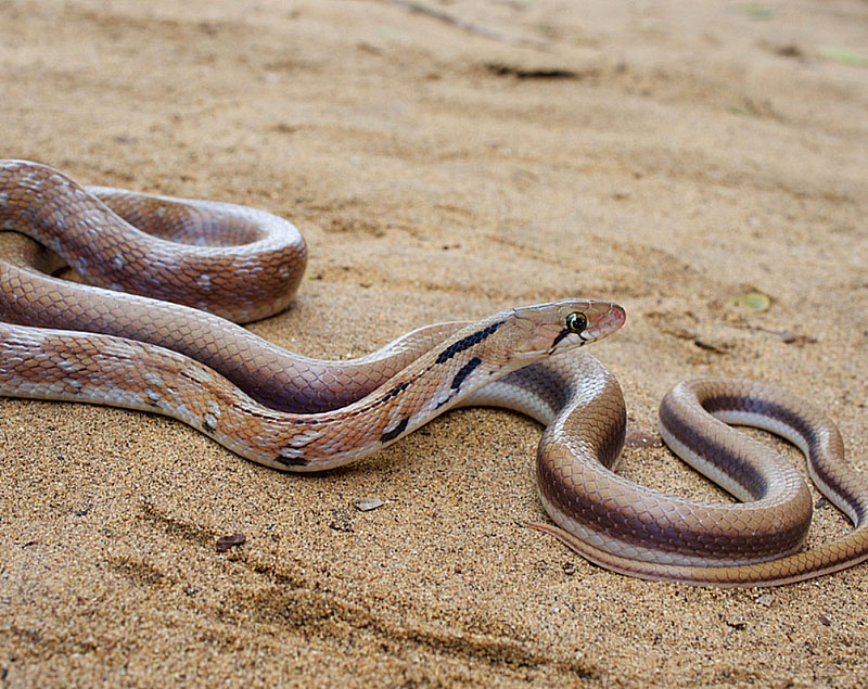 Common Trinket Snake