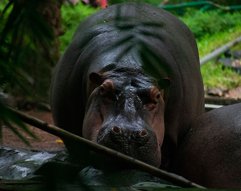 Hippopotamus