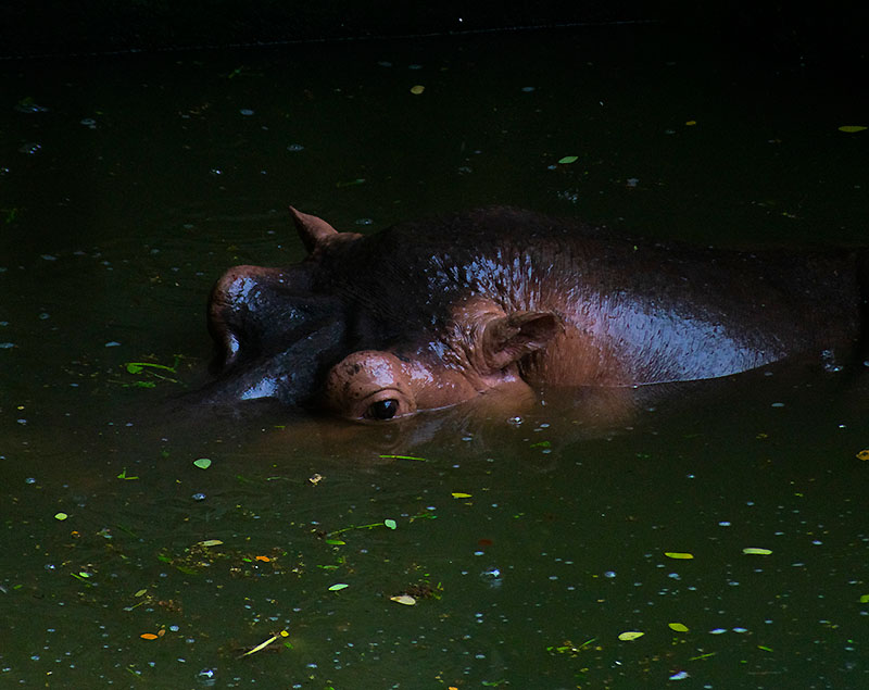 Hippopotamus