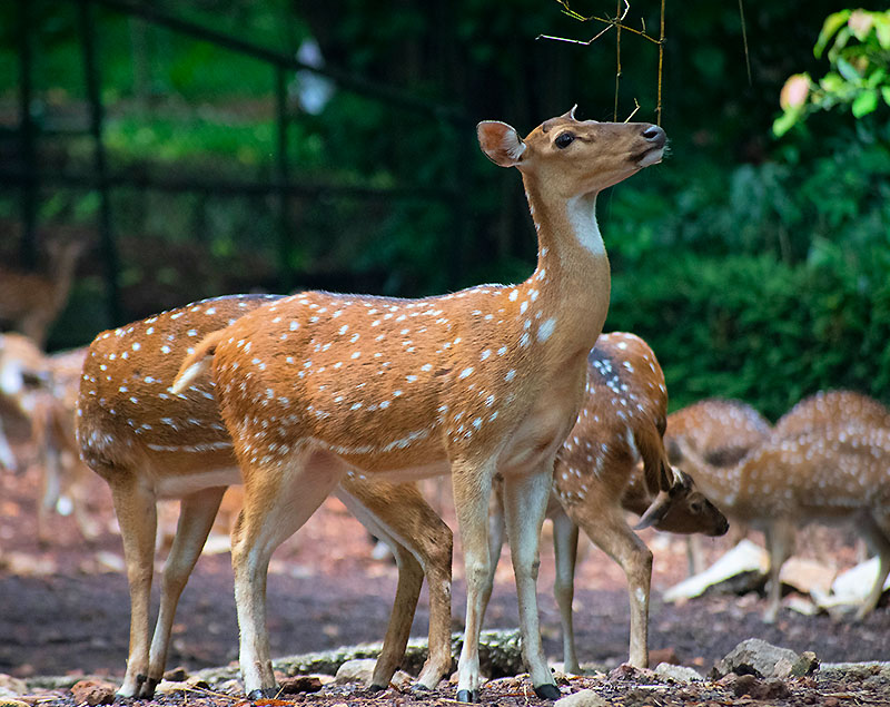Chital/ Spotted Deer