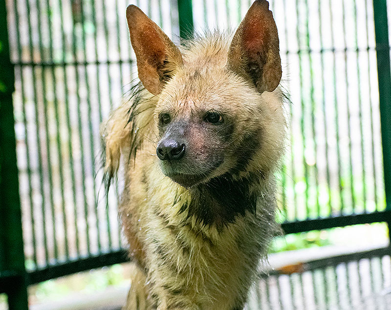 Striped Hyena