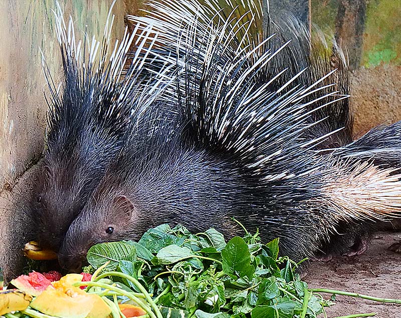 Indian Crested Porcupine