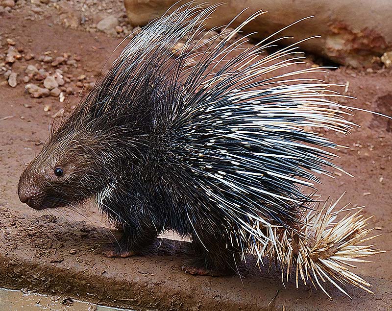 Indian Crested Porcupine